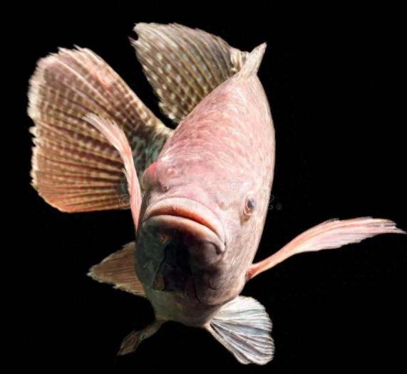 最近福州几条内河开始大规模抓鱼，不是为了吃，也不是为了卖，是专门逮罗非鱼，这鱼原