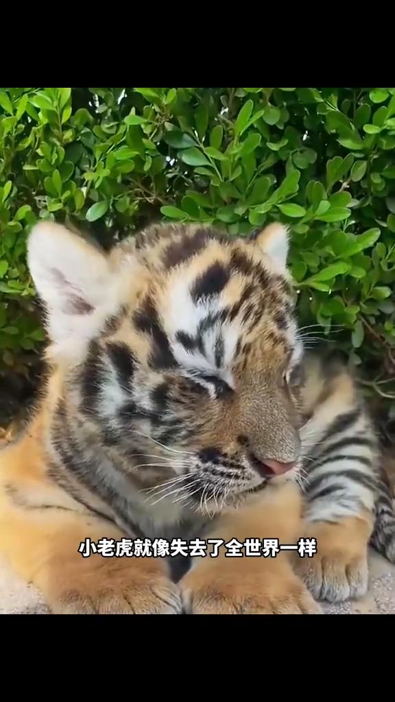 小老虎误将男人当成了自己的妈妈，一直跟在他的身后，看着可怜兮兮的样子。男人在给它