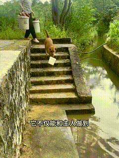 农村大黄才是家里真正顶梁柱🔥乡下土狗大黄，早就被老祖宗精心筛选，通透又懂