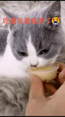 今天看到一个视频看的人好心痛，我很少养猫咪，但是我也知道猫咪活着也不容易，这是一