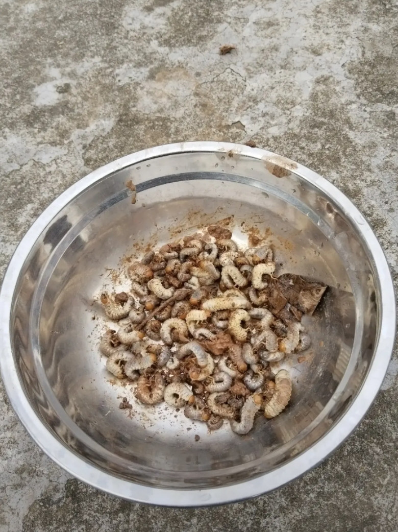 扯花生扯出来的，吃了我好多花生，我不杀生，让几只鸡解决它们