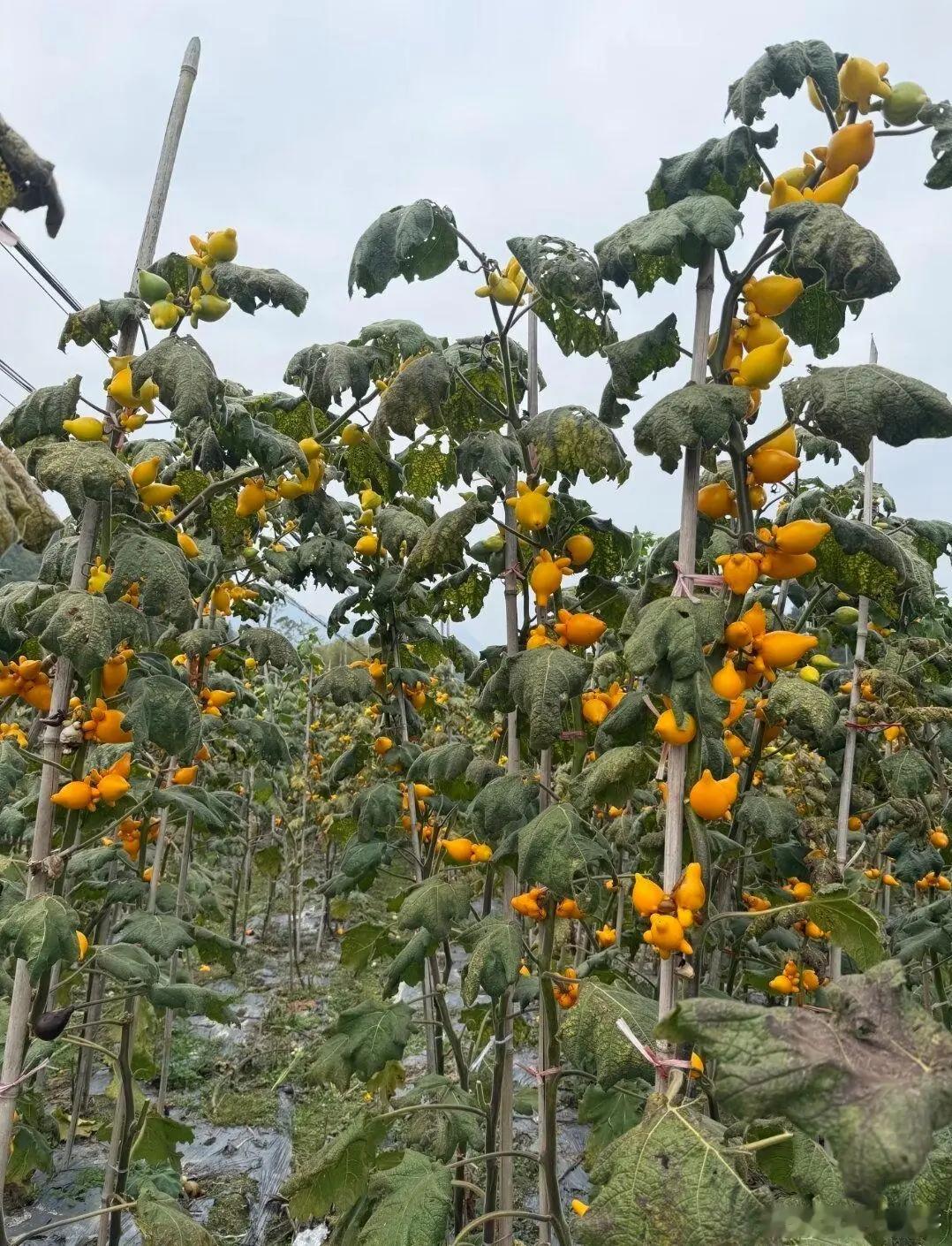 这是什么植物，什么果实