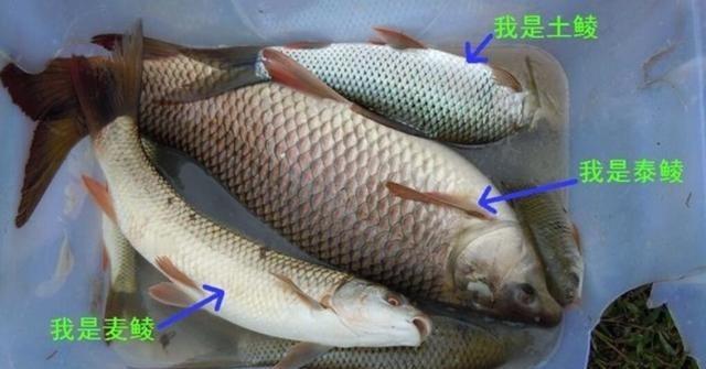 “潜伏”在中国的印入侵物种，繁衍无数后代，40年后才被发现有害提到入侵物种，你