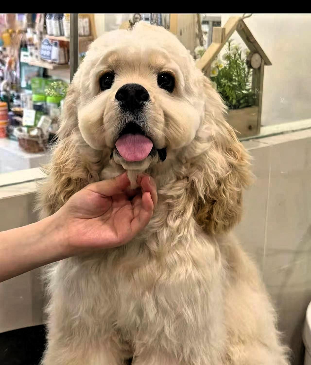 买海鲜逃单，抱走摊主12800的小狗，被报警后拉黑民警！秦皇岛这位红衣女士，真是