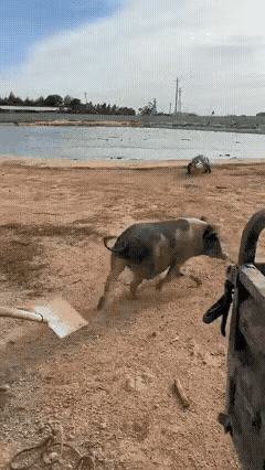 不明白为什么不把猪先杀了，再投喂不行吗？