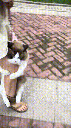 本想带猫妈出门溜达透气，万万没想到直接上演耍赖大戏。四爪锁死主人腿，小脚坚