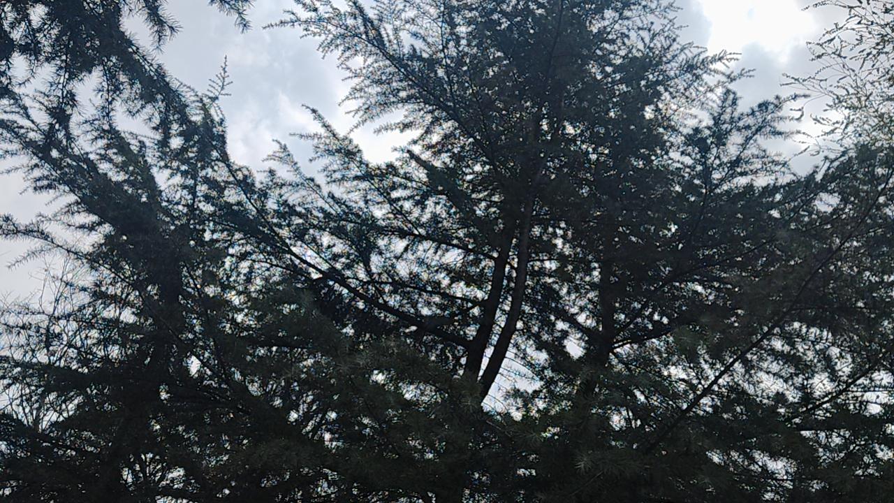 金圣叹再世，如何评点？——材料：节目里，某外国女子称：“我所有的男朋友，我奶