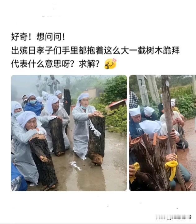 不懂就问，他们抱着树木干嘛？