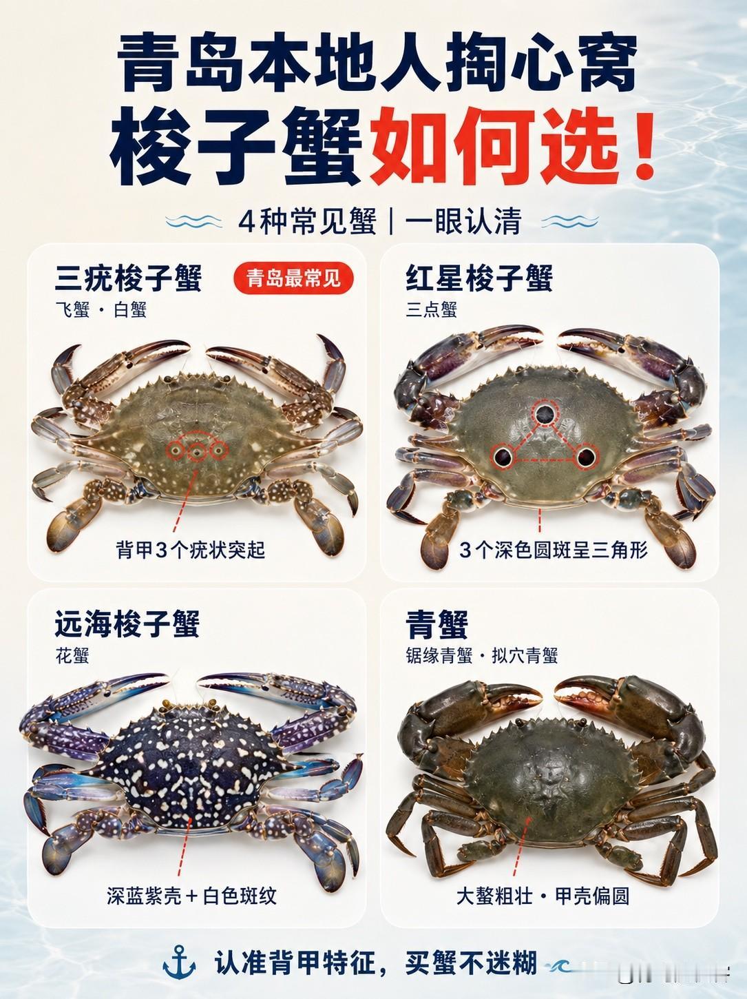 吃梭子蟹指南｜青岛本地人掏心窝整理青岛市场梭子蟹大批量上市啦🦀整理一份本地