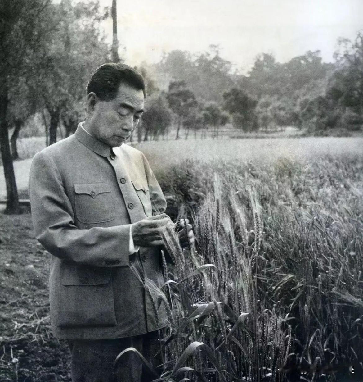 1960年4月30日下午，周恩来总理在花溪人民公社的麦田里察看小麦生长情况。当时