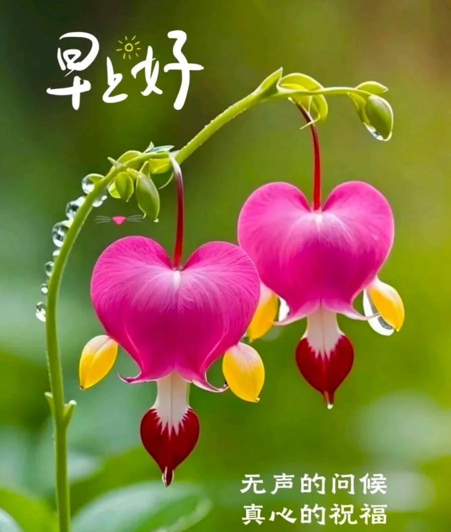 [玫瑰]早上好[玫瑰]无声的问候，真心的祝福，平安健康快乐。🌞