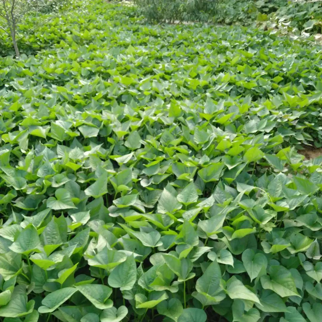 白薯叶的故事白薯叶也叫红薯叶大家应该不陌生吧？小的时候每当没有菜吃的时候就可以