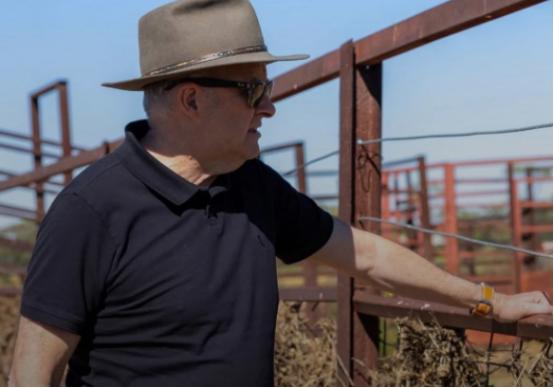 澳大利亚天塌了 在加拿大总理卡尼上周访华之后，一家中国进口商购买了一批加拿大