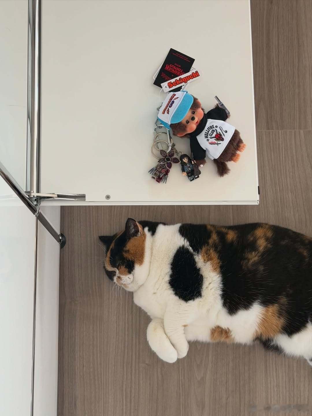 炫一口三花猫饭团🍙..cr：oage_cat