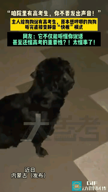 夜里，内蒙古一户人家的小狗不停呜呜哼叫，眼看就要大声叫起来。女主人连忙劝它：“别