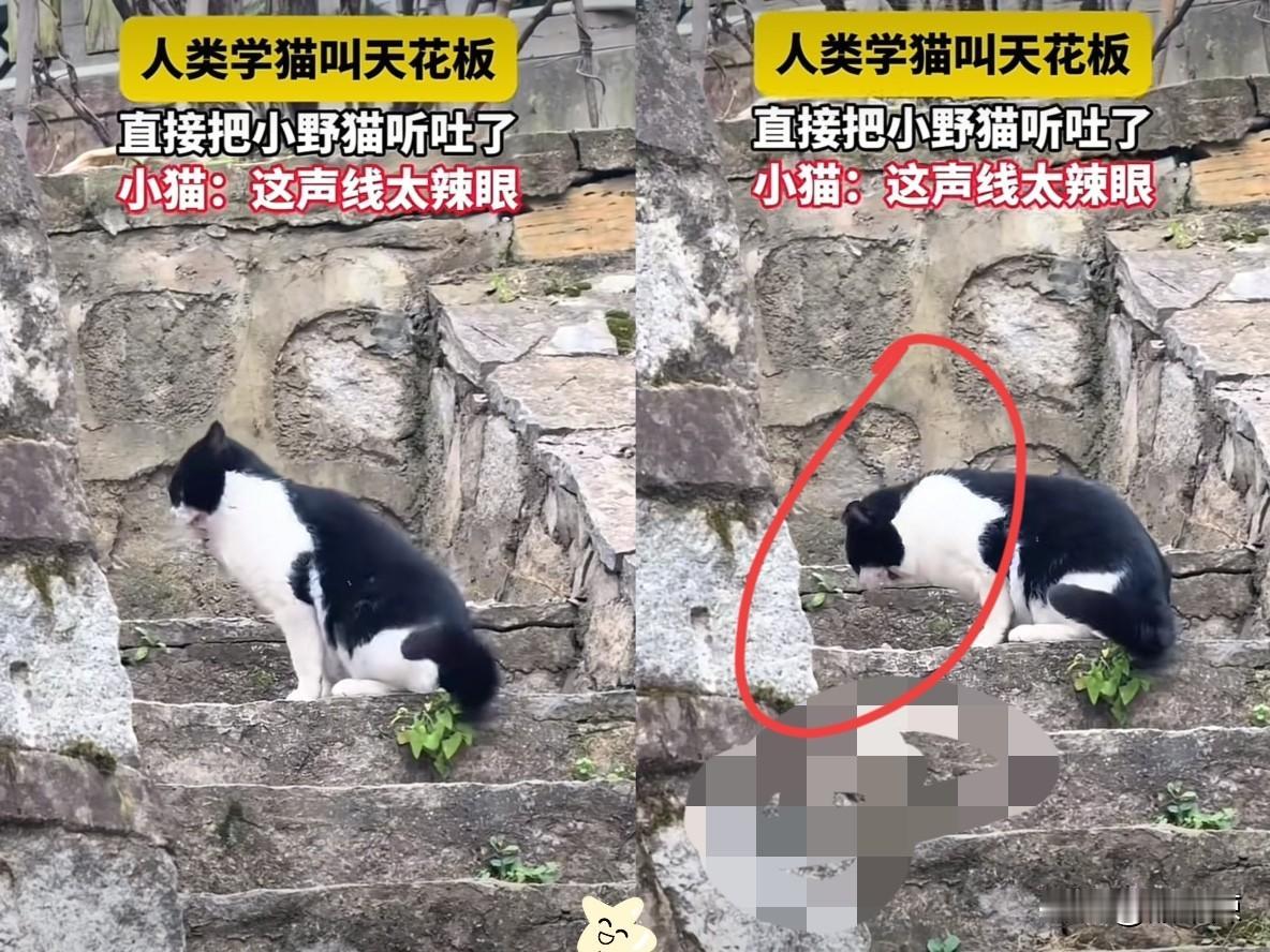 陕西一名女子外出游玩，途中发现一只猫咪，于是女子朝猫咪喊了几句：“喵…，喵喵…”