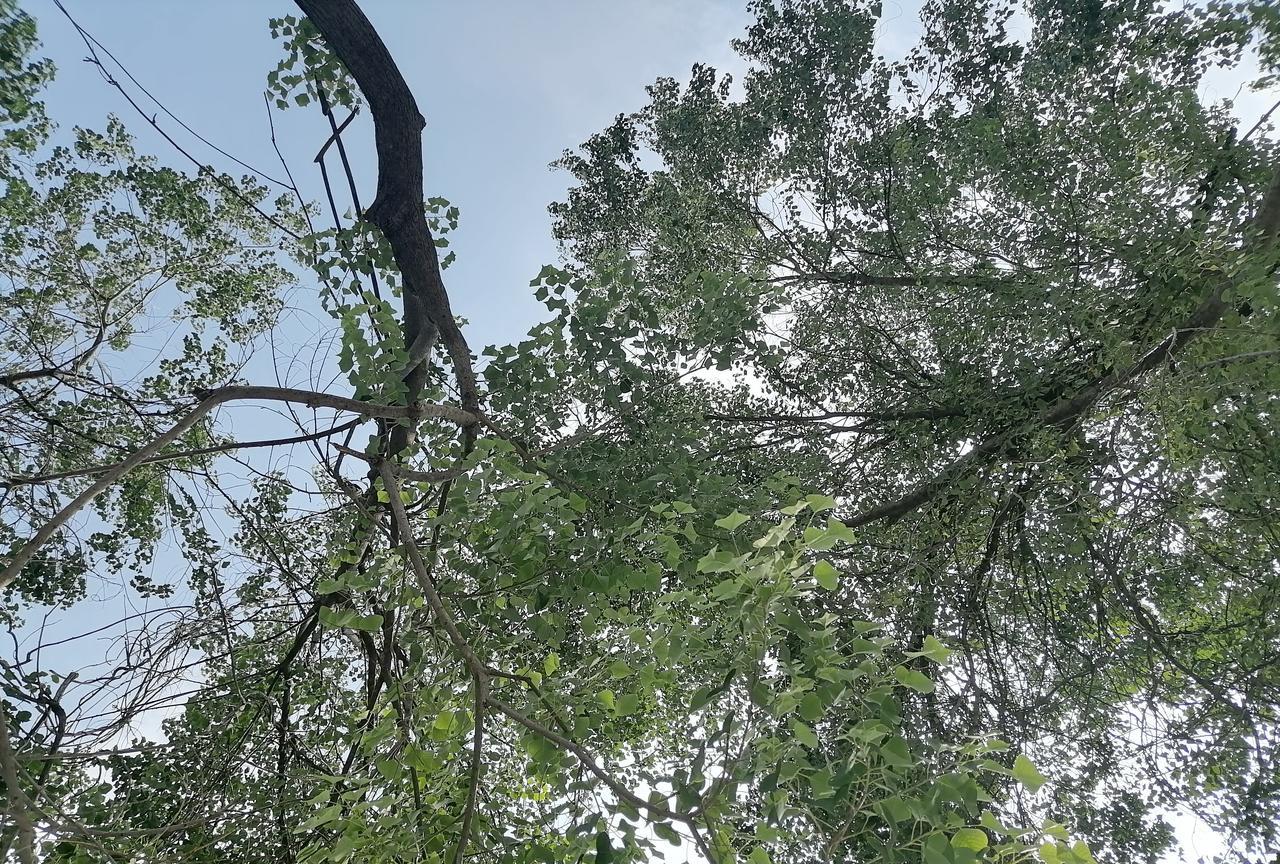 现在城阳区和崂山区到底算不算青岛主城区？记得，上学那会儿，青岛一共有四个主城区