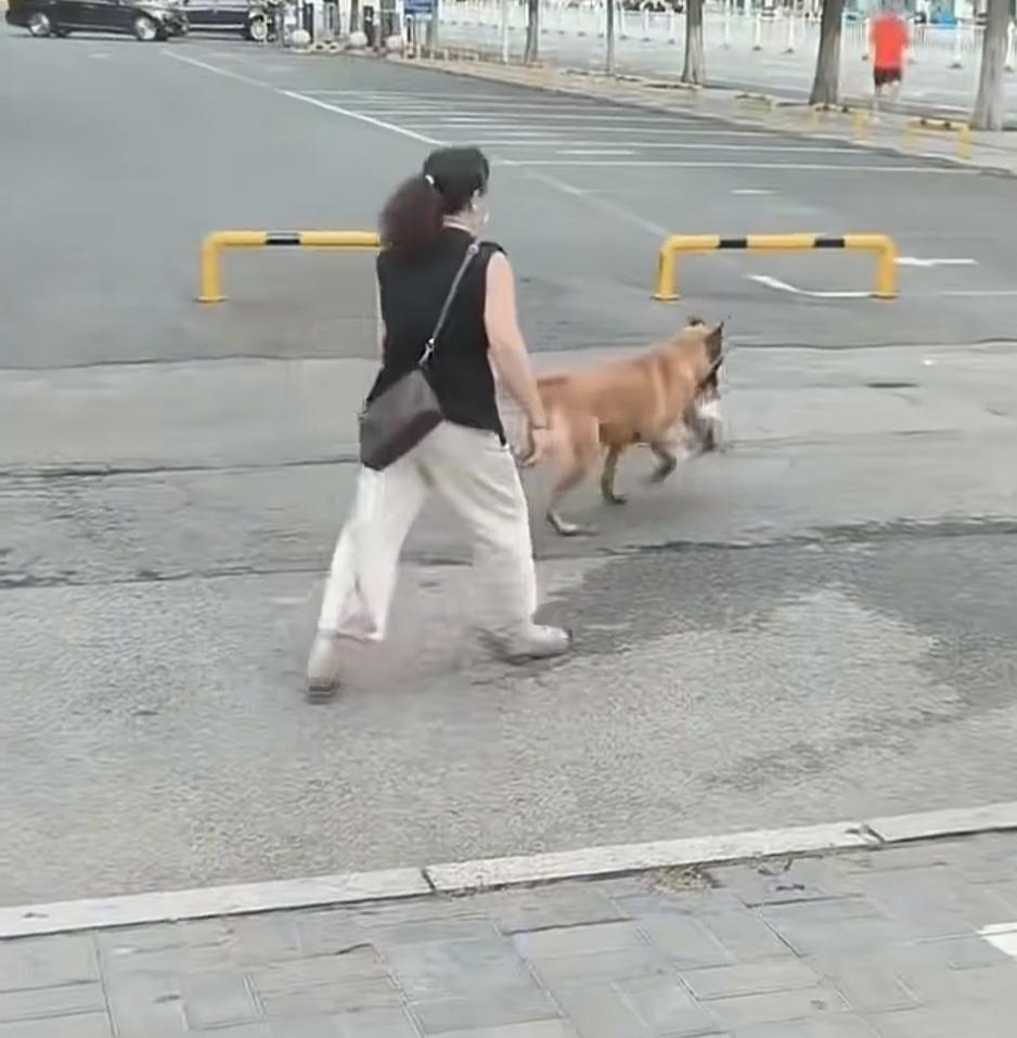 一位黑衣大姐街边遛狗，没想到一只大马犬突然跑过来，对着她的雪瑞纳发起了攻击！