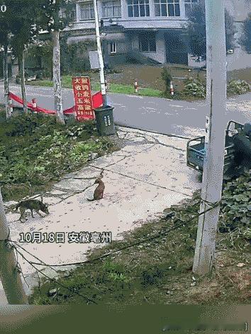 “不要命了！”安徽亳州，大爷正在倒车，一个没留神，三轮车突然失控，“哐当”冲进