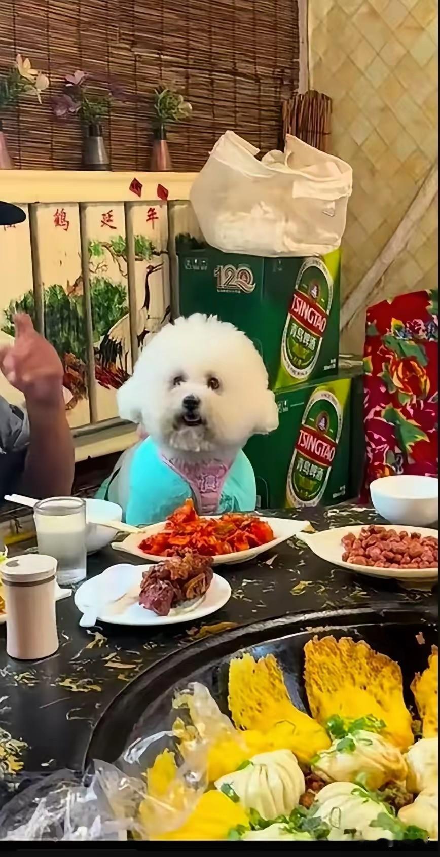 小狗上桌陪客人吃饭！假如你是来赴宴的，见此情景，是扭头就走？还是迁就着吃？这