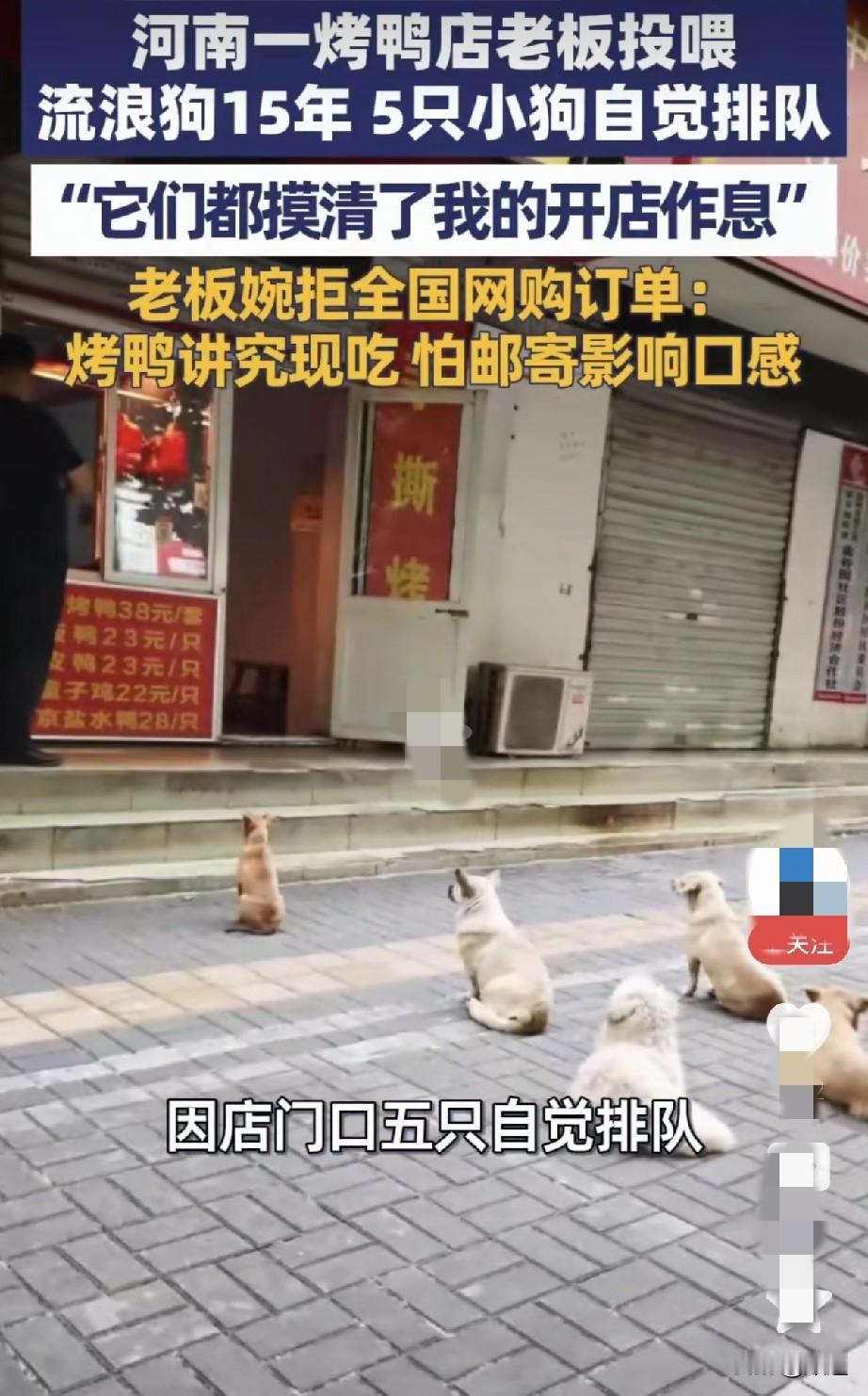 近日，河南洛阳一烤鸭店门前因5只排队等待投喂的小狗火了。原来这家烤鸭店的老板赵