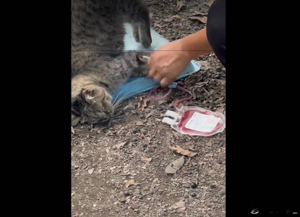 动物血库灰色产业被曝光哎，养猫猫的看到这种真的这种人，是没有良知良心底线的都是鲜