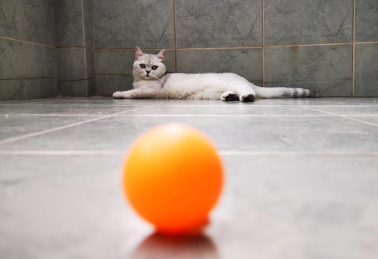 樊振东会如何面对乒协领导喊话？乒协领导在“两会面对面”记者采访中表示：国乒，包