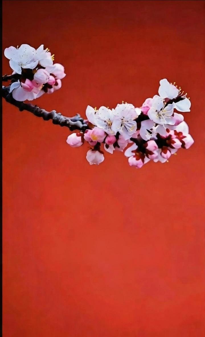 相思莫过杏出墙花儿招展盼情郎可叹春风不解意；———？上联：花儿枝摇摆；