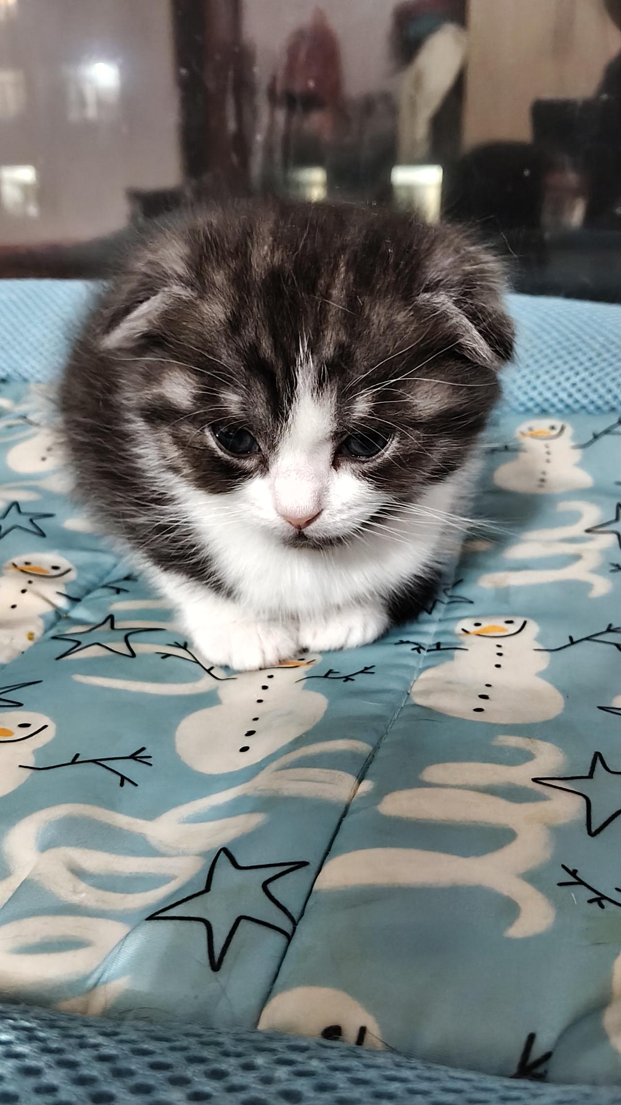 家里小猫咪出生后一个月了，这几天有点不舒服，我也没啥养猫经验，感觉很慌乱，在我最