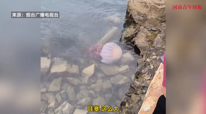 “天上掉馅饼了！”近日，山东烟台，一群游客在海边玩耍时，意外看到了一只巨大无比的