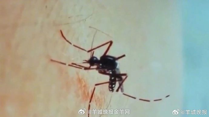 #全球已近30万人感染基孔肯雅热#【#基孔肯雅热名称原意是痛到扭曲#】据央视新