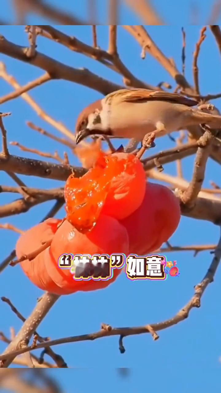 12月第一天送你12个祝福。鸿运当头，财如泉涌。柿柿如意，福鹿双全。蒸蒸日上，