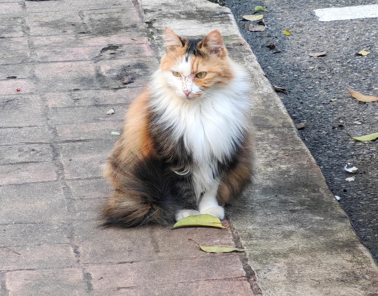 今天取快递回来的时候在小区遇上一只花猫从它旁边走过时它一直看着我甚至还坐