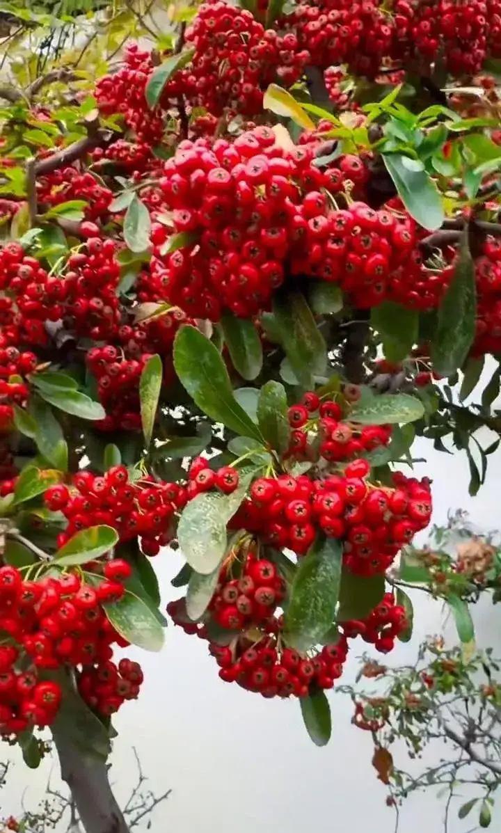 1935年，红军在汉中饿得走不动时，摘了一树红果子吃，没死，还提了神。后来才