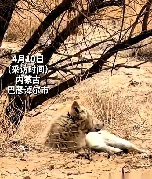 内蒙古一头野狼，干了件颠覆整个狼族认知的事。这头编号为W07的野生母狼，因临