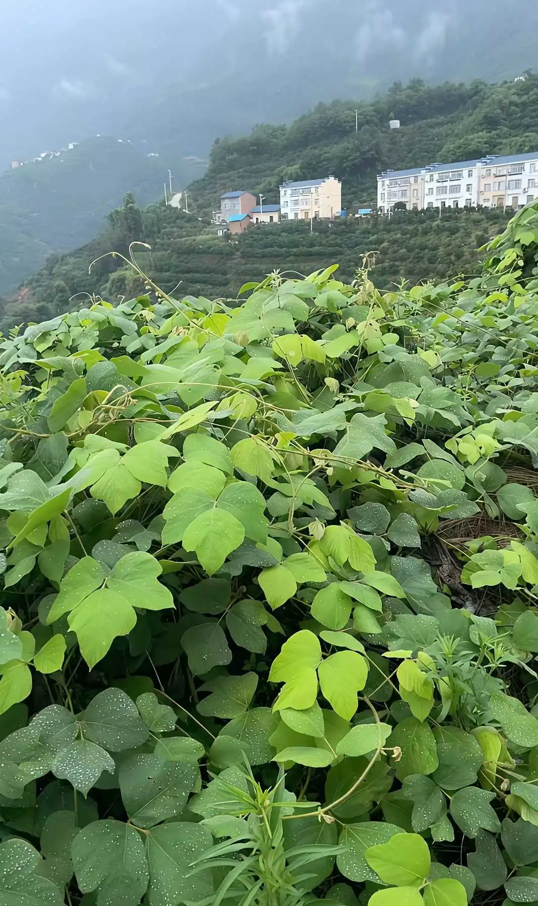最近我和老公闹离婚，实在没地方去，就让我妈问问我嫂子，能不能带着2岁的女儿回娘家