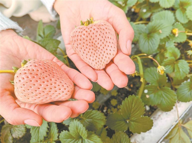抢农时定植反季草莓