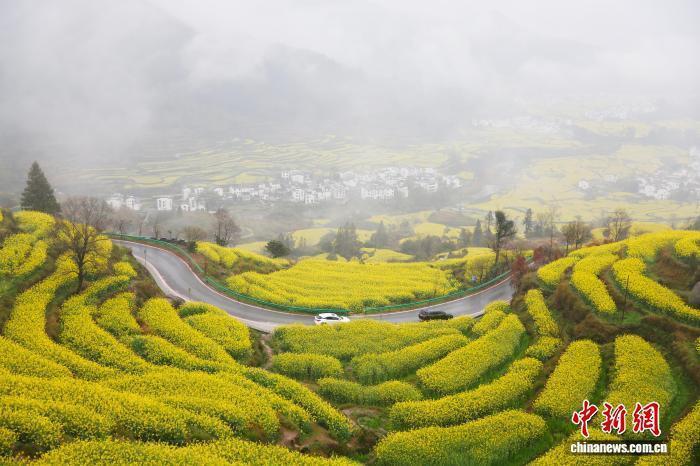 《江西婺源：10万亩油菜花海雨中绽放，游客撑伞畅游“金色仙境”》眼下婺源江岭