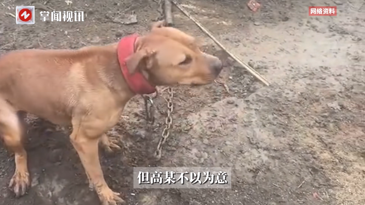 悲剧还是发生了！河南，一男子在自家的羊场里养了3只大型烈性犬，曾经多次咬伤扑倒路