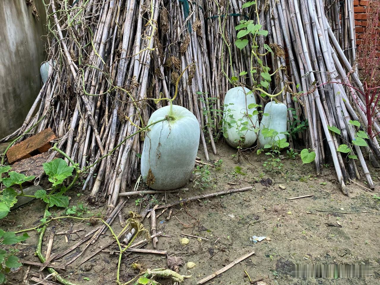 秋天是一个收获的季节，到处都是丰收的景象。果园里，一串串的紫葡萄，一个个的大猕猴