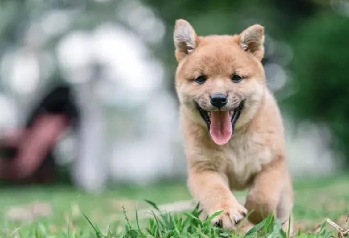 一个60多岁的老人告诉我：90%的人都不知道养狗不能养10年，不然“必成精”？这