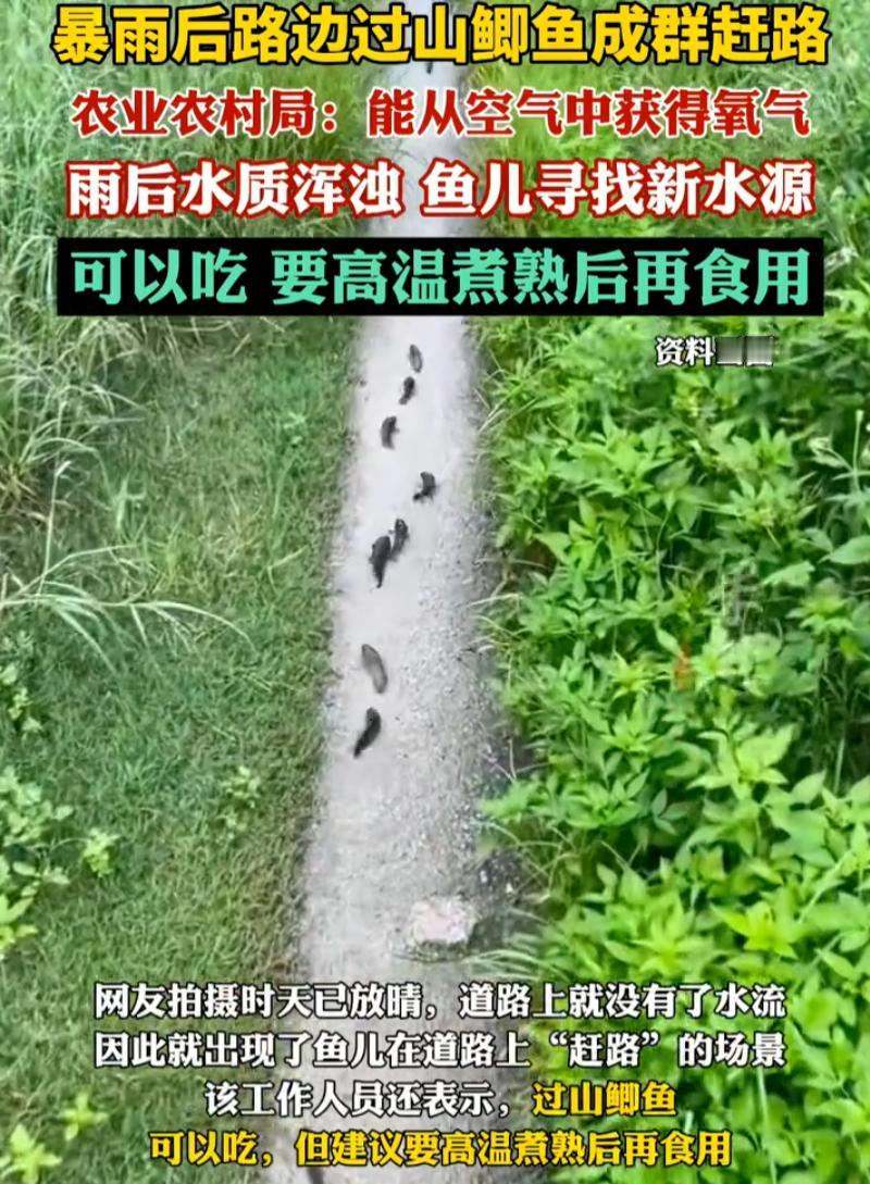 活久见！5月17日广西防城港，雨后马路上千条鱼排队“赶路”，男子误以为是老鼠，凑