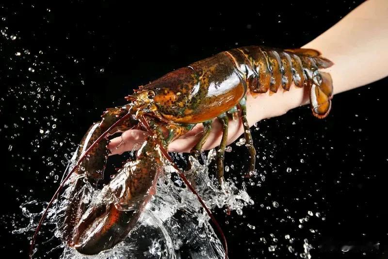 英国禁止将活龙虾直接投入沸水烹煮英国禁止活龙虾直接入沸水烹煮英国这一举措着实