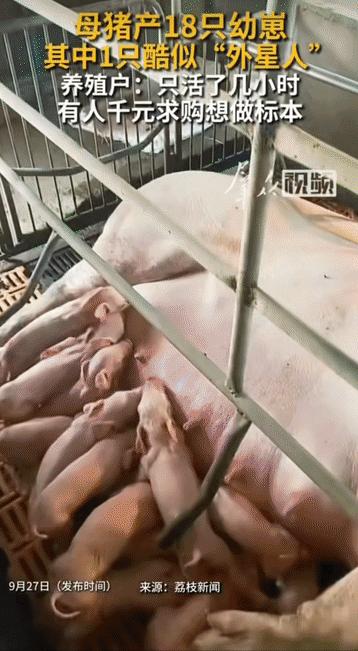“大开眼界!”河南，男子家里母猪生下18只猪崽，男子开心不已，哪料，转头惊讶发