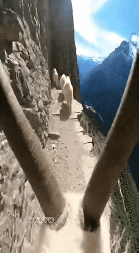 我就一个问题，掉下去的羊，没逝吧？