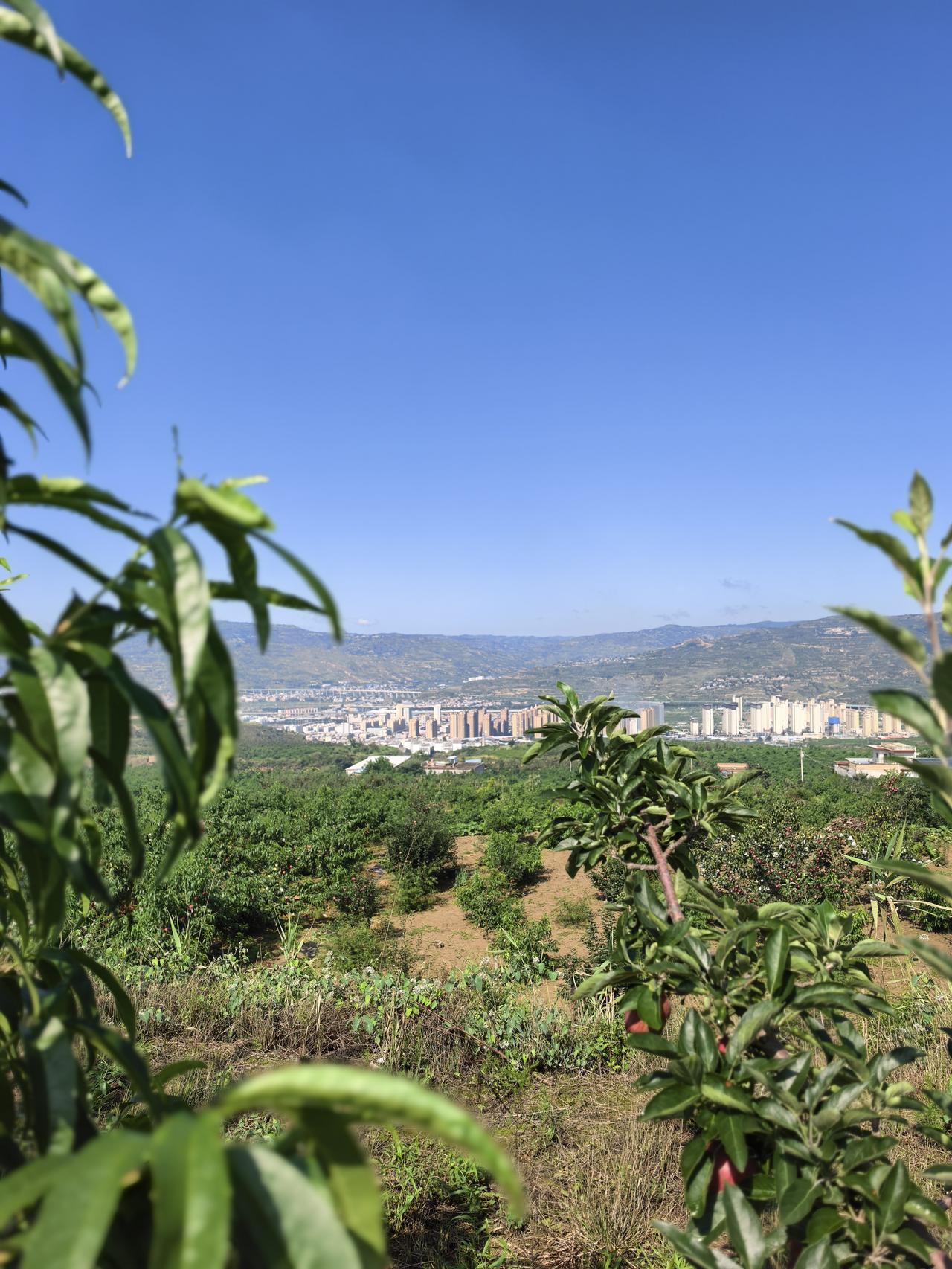 秦安万亩桃园，北京七号水蜜桃正是上市时间。这里的桃子味道好极了。经朋友引荐，