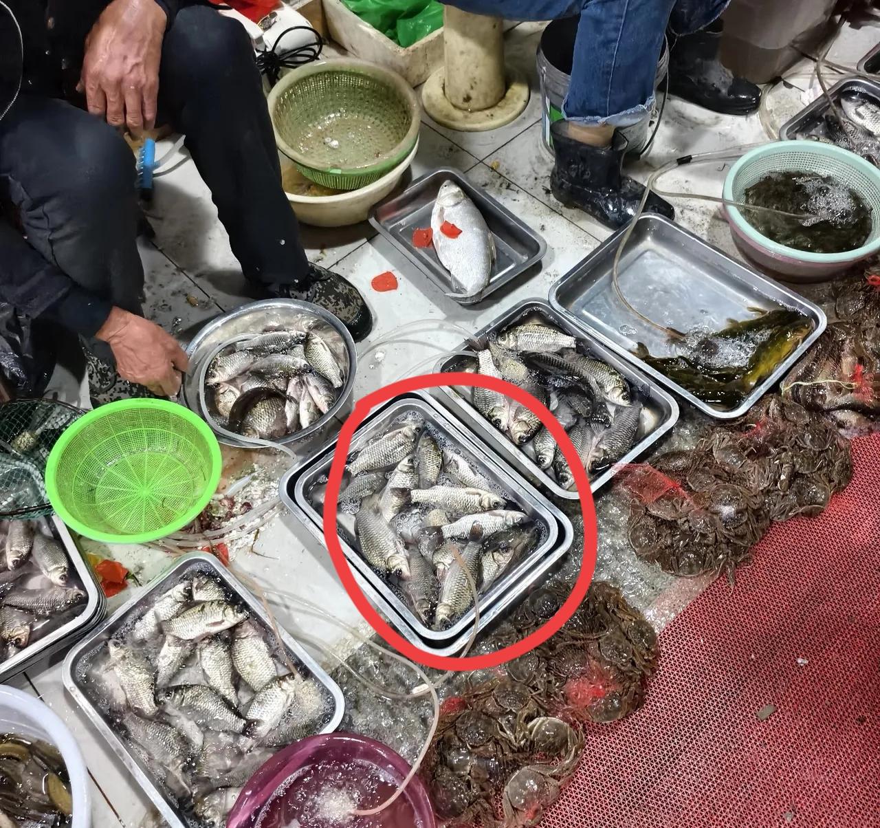 早市遇18元一斤“野生鲫鱼”，大叔一句话让我不敢买，咋分辨真野生？今早
