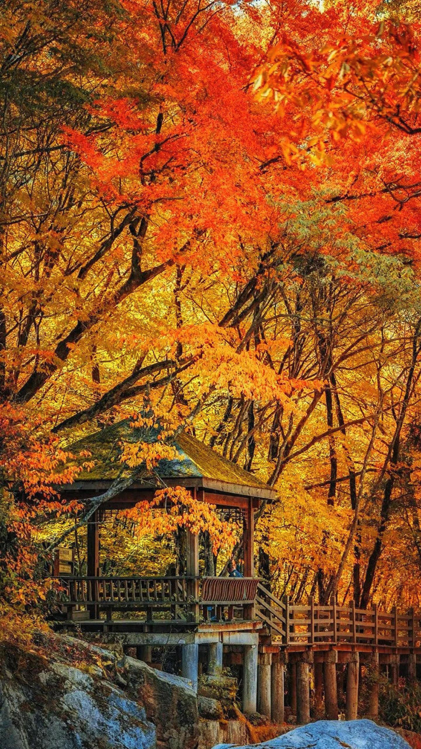 光雾山红叶进度80%🍁最新攻略别错过❗。全屏带你看光雾山美景📸光雾...