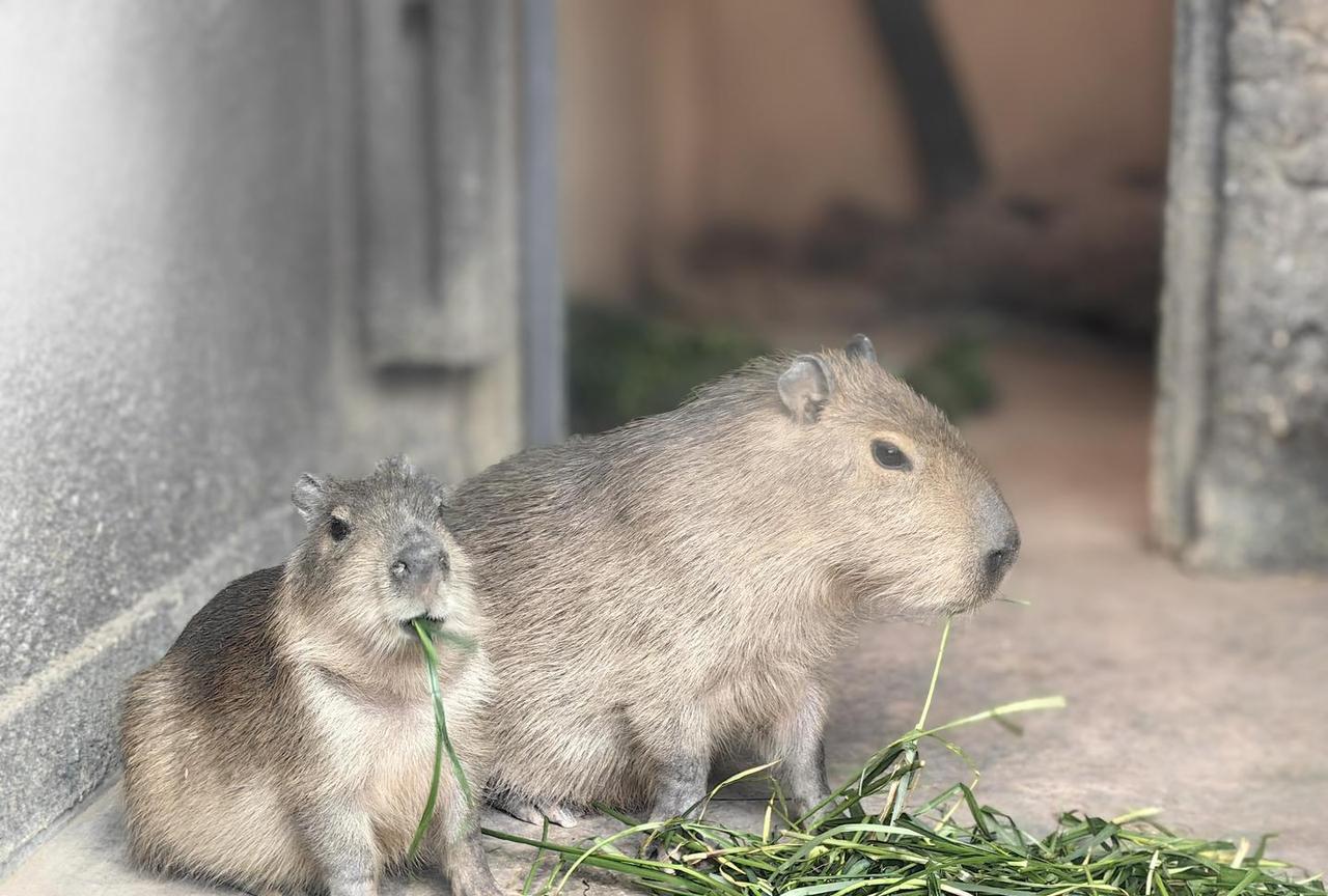 重庆一男子花8.2万元通过微信，从山东买下一只成年母水豚。然而，水豚千里运输到家