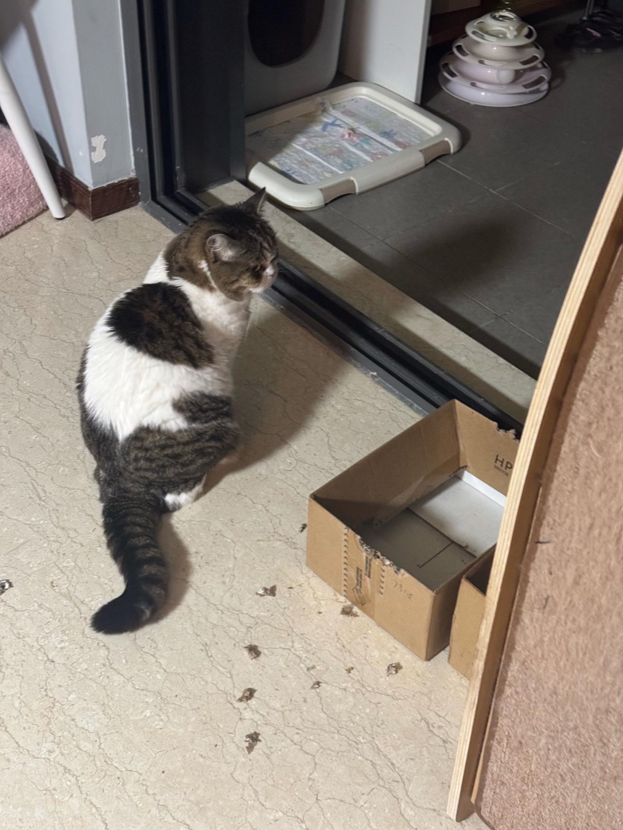 母子拆家团又行动了！有喜欢治愈系又可爱的猫咪的吗?